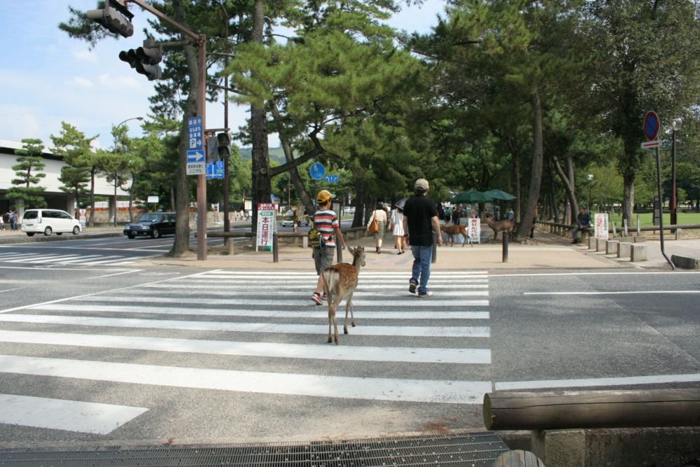 Ciervos de Nara